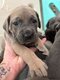 Magnifiques cane corso