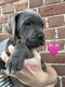Magnifiques cane corso