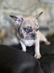 Bulldogs français