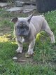 Bulldogs français