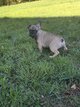 Bulldogs français