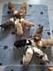 Chiots Border Collie à vendre