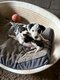 Chiots jack russel croisé border Collie