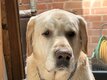 Labrador Golden Retriever A Donner