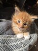 3 petits Red Maine coon