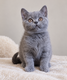 AV chatons british shorthair