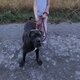 Blue - cane corso - 1 an
