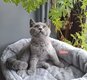 5 British shorthair bleus et lilac