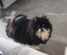 Spitz adultes