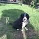 Magnifique chiot border collie à réserver