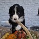 Magnifique chiot border collie à réserver