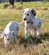 Dalmatien
