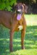 Petites merveilles rhodesian ridgeback