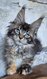 Magnifique maine coon