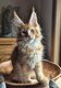 Magnifique maine coon