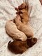 Chiots pomapoo - caniche toy x spitz nain