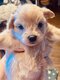 Chiots pomapoo - caniche toy x spitz nain