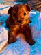 Magnifiques chiots Pomapoo F1 spitz nain ×...