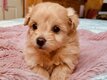 Magnifiques chiots Pomapoo F1 spitz nain ×...