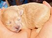 Chiots pomapoo - caniche toy x spitz nain