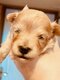 Chiots pomapoo - caniche toy x spitz nain