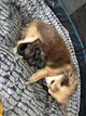 Pomchi s