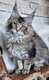 Magnifiques femelles maine coon