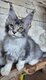 Magnifiques femelles maine coon