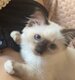Magnifique chaton  femelle Sacré de birmanie