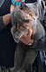 British shorthair Mâle