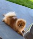Spitz nain / Pomeranian mâle avec magnifique...