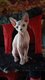 Femelle sphynx