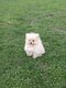 Spitz