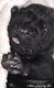 Magnifique portée de cane corso, Saint-Hubert
