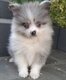 Magnifique petit spitz.