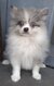 Magnifique petit spitz.