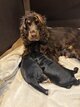 A réserver  2 chiots Cocker Anglais