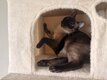 Siamoise 2 ans et 7mois à donner
