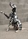 Femelle dalmatien