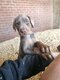 Magnifiques dobermans de couleurs