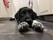 Chien mâle castré  à donner