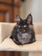Chatons Maine Coon black smoke