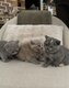 3 adorables chatons British