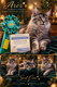 Maine Coon - Disponible pour saillie
