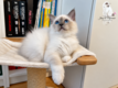 Chaton mâle Blue point