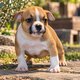 American bully