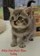 Chatons British Shorthair