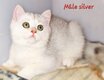 Chatons British Shorthair