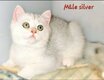 Chatons British Shorthair disponibles de suite
