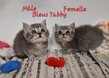 Chatons British Shorthair